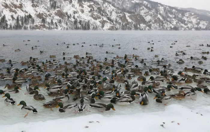 Framed Print : Wild ducks swim in the icy waters of the Yenisei River outside Krasnoyarsk Framed Print : Wild ducks swim in the icy waters of the Yenisei River outside Krasnoyarsk