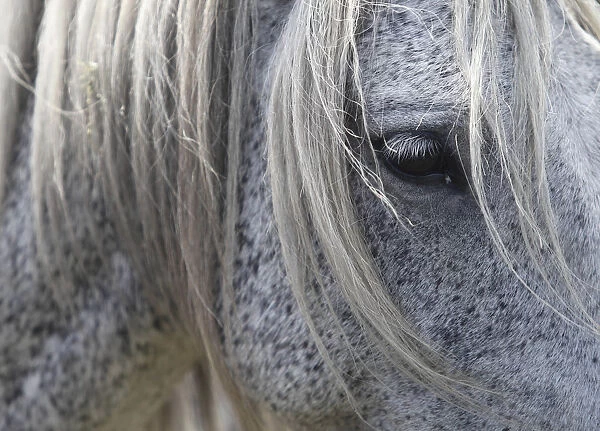 A wild horse is seen during the Rapa das Bestas traditional event in the Spanish