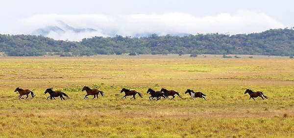 Wild horses gallop in a plowed area of Amajari in the Amazon city of Boa Vista in
