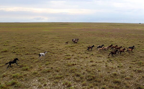 Wild horses gallop in a plowed area of Amajari in the Amazon city of Boa Vista in