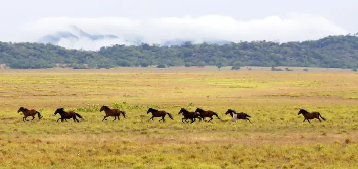 Framed Print : Wild horses gallop in a plowed area of Amajari in the Amazon city of Boa Vista in Framed Print : Wild horses gallop in a plowed area of Amajari in the Amazon city of Boa Vista in