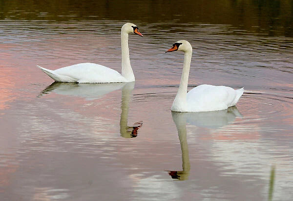 Wild swans swim in a lake at the outskirts of Minsk