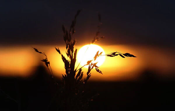A wild uncultivated wheat plant is seen during sunset in a farm near Gunnedah