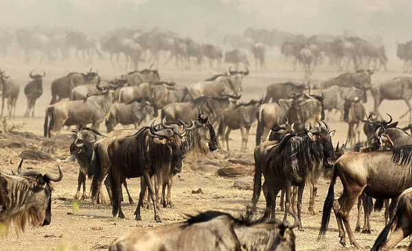 Wildebeests prepare to cross the Mara river during a migration in the Masaai Mara