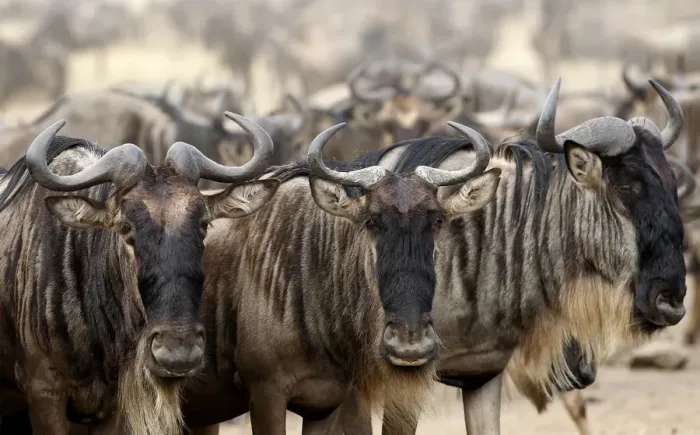 Framed Print : Wildebeests prepare to cross the Mara river during a migration in the Masaai Mara