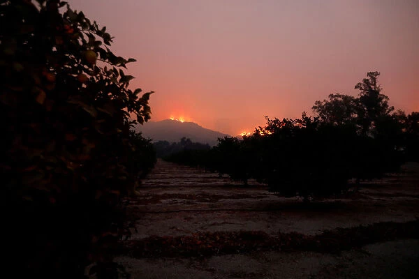 Wildfire flames burn on a hillside as fruit trees stand in a grove during the Thomas Fire