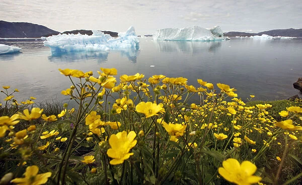 Wildflowers bloom on a hill overlooking a fjord near the south Greenland town of Narsaq