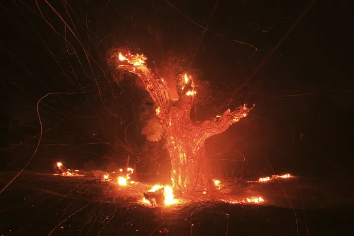 Framed Print : Wind-blown embers fly from an ancient oak tree that burned in the Silver Fire near Framed Print : Wind-blown embers fly from an ancient oak tree that burned in the Silver Fire near