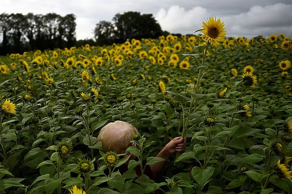 A woman is concealed as she walks through a field of very tall sunflowers to cut some