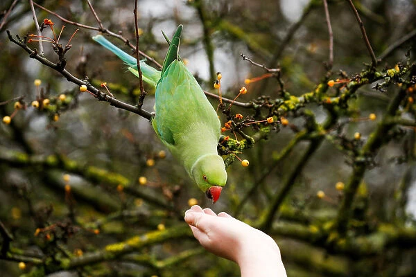 A woman feeds a Parakeet in Hyde Park during autumnal weather in London