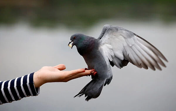 Woman feeds a pigeon in a park in Minsk