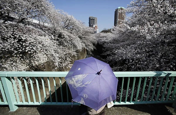 A woman holding a parasol looks at cherry blossoms in full bloom in Tokyo