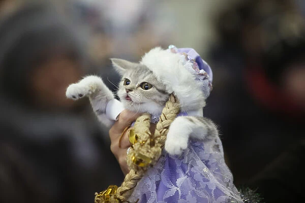 A woman holds a dressed cat during the exhibition Autumn-2014 in Minsk