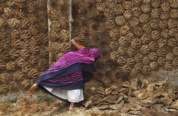 A woman pastes cow dung cakes on a wall for drying in Allahabad