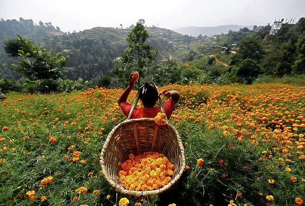 A woman picks marigold flowers used to make garlands and offer prayers, in Kathmandu