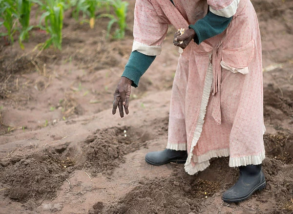 A woman plants maize in a communal vegetable garden in KwaNdengezi