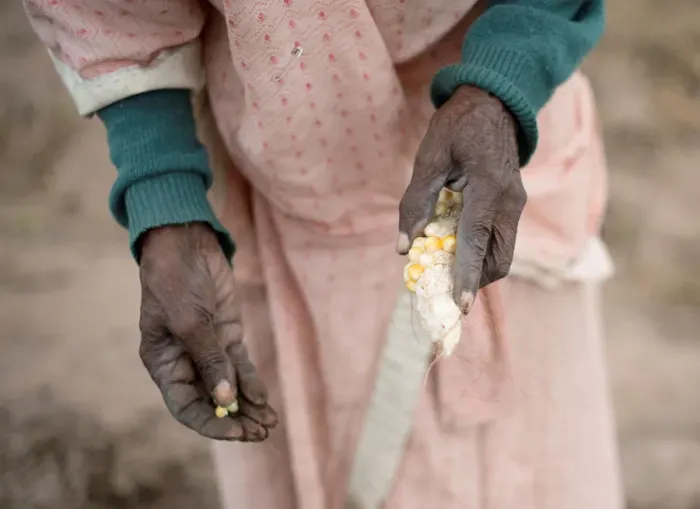 Framed Print : A woman plants maize in a communal vegetable garden in KwaNdengezi Framed Print : A woman plants maize in a communal vegetable garden in KwaNdengezi