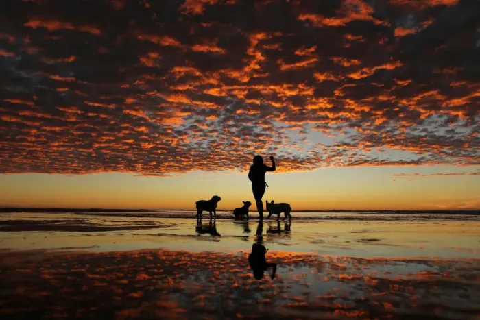 Framed Print : A woman plays with her three dogs at the beach after sun set in Del Mar, California