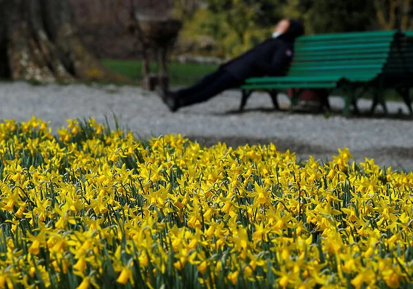 A woman rests on a bench near daffodils a day before the first day of spring in the