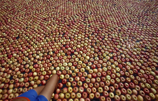 A woman steps into a swimming pool with some 20, 000 apples in it during a photo session