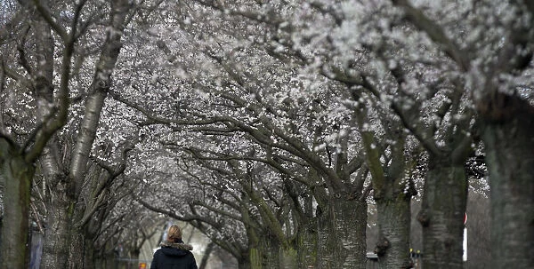 A woman walks under blooming cherry trees during winter time in Berlin