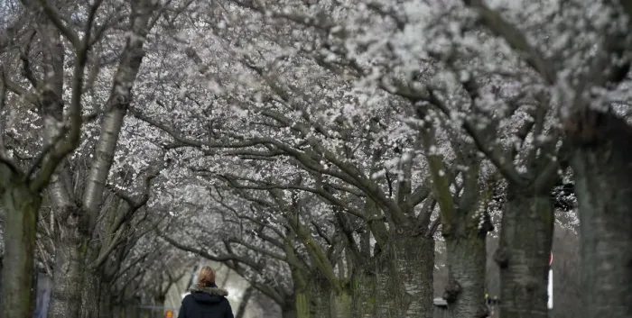 Framed Print : A woman walks under blooming cherry trees during winter time in Berlin Framed Print : A woman walks under blooming cherry trees during winter time in Berlin