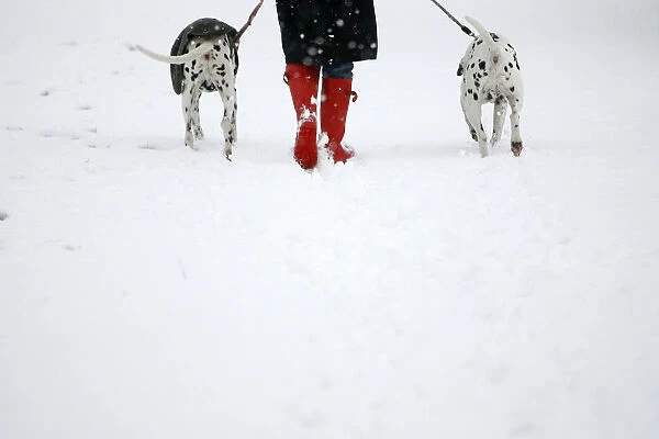 A woman walks her Dalmatians through a snow-covered Richmond Park