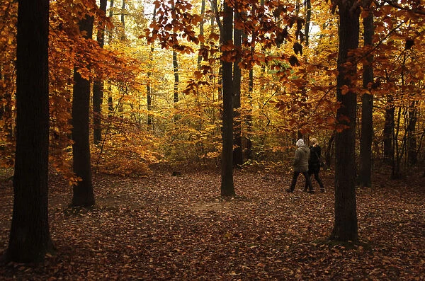 A woman walks on a leaf-covered path on a mild autumn afternoon in a forest outside