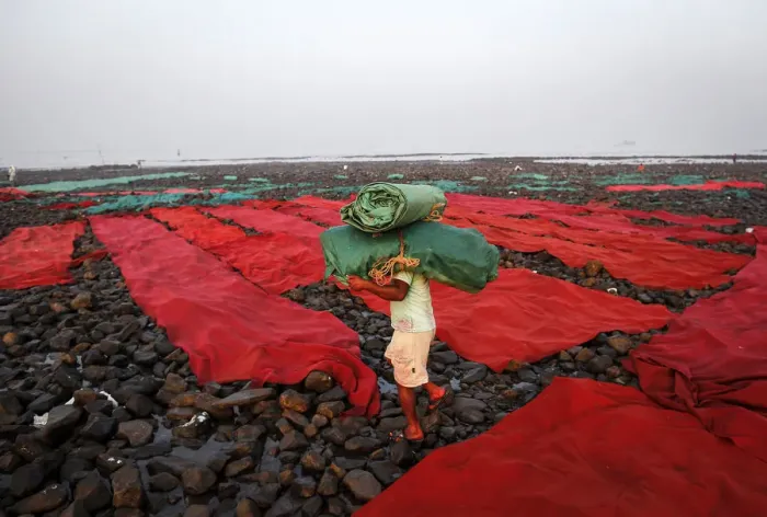 Framed Print : A worker carries carpets used for wedding functions to be washed along the Arabian Sea in Framed Print : A worker carries carpets used for wedding functions to be washed along the Arabian Sea in