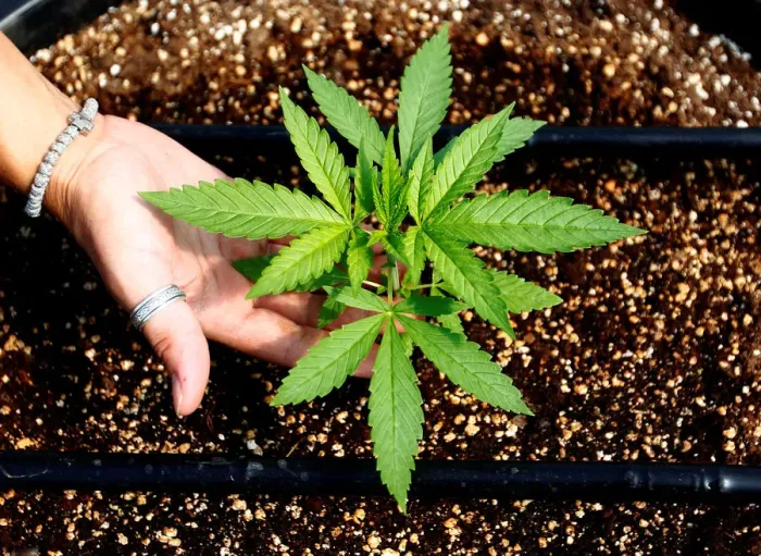 Framed Print : A worker checks cannabis plants at a medical cannabis farm near Kumanovo