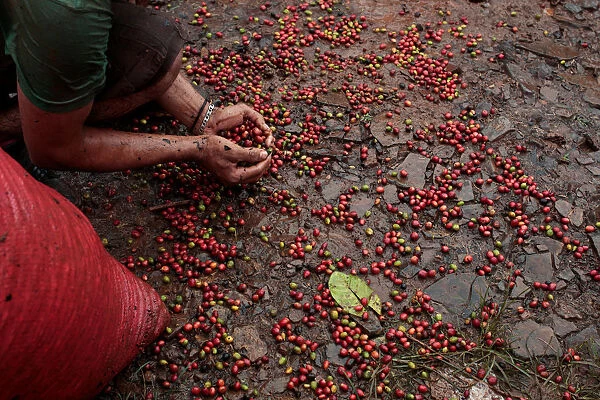 A worker collects recently harvested robusta coffee fruits into a sack at a plantation in