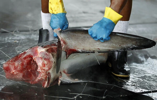 A worker cuts off a sharks fin at a private dock in Puntarenas
