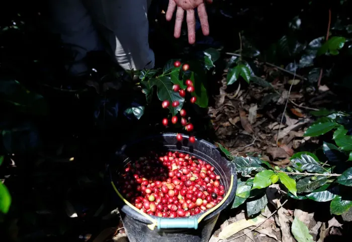 Framed Print : A worker harvests arabica coffee cherries at a plantation near Pangalengan, West Java Framed Print : A worker harvests arabica coffee cherries at a plantation near Pangalengan, West Java