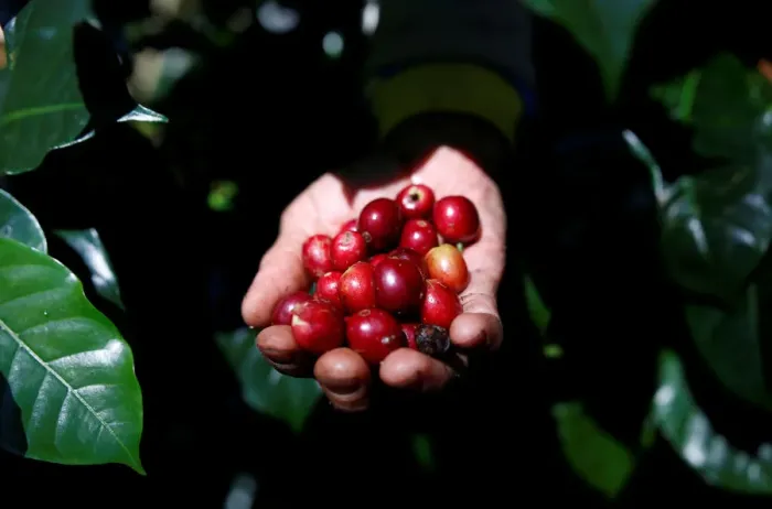Framed Print : A worker harvests arabica coffee cherries at a plantation near Pangalengan, West Java Framed Print : A worker harvests arabica coffee cherries at a plantation near Pangalengan, West Java