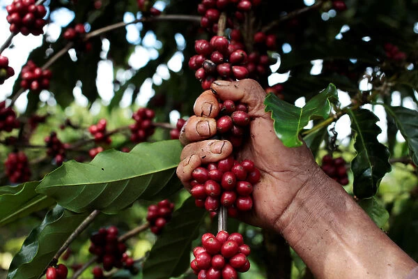 Worker picks robusta coffee fruits during a harvest at a plantation in Nueva Guinea