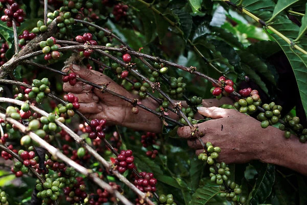 Worker picks robusta coffee fruits during a harvest at a plantation in Nueva Guinea