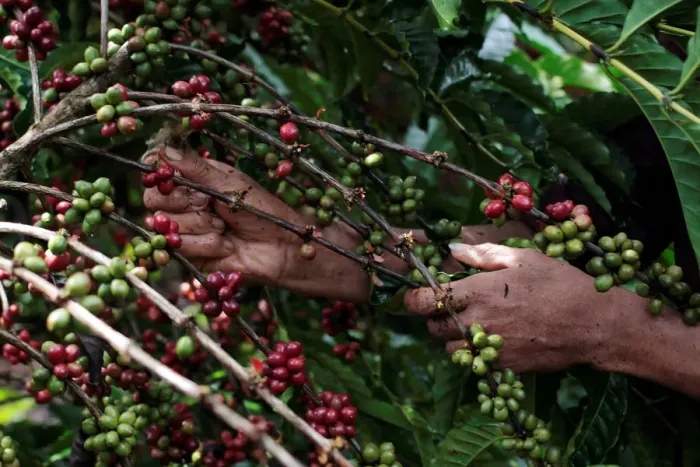 Framed Print : Worker picks robusta coffee fruits during a harvest at a plantation in Nueva Guinea Framed Print : Worker picks robusta coffee fruits during a harvest at a plantation in Nueva Guinea