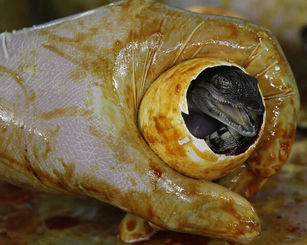 A worker shows a newly-hatched baby crocodile during a hatching inside a crocodile farm