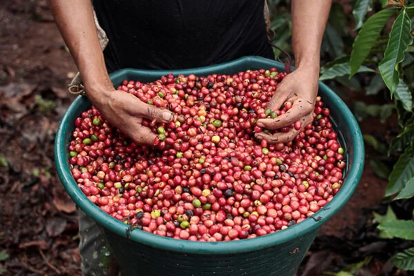 Worker shows recently harvested robusta coffee fruits at a plantation in Nueva Guinea