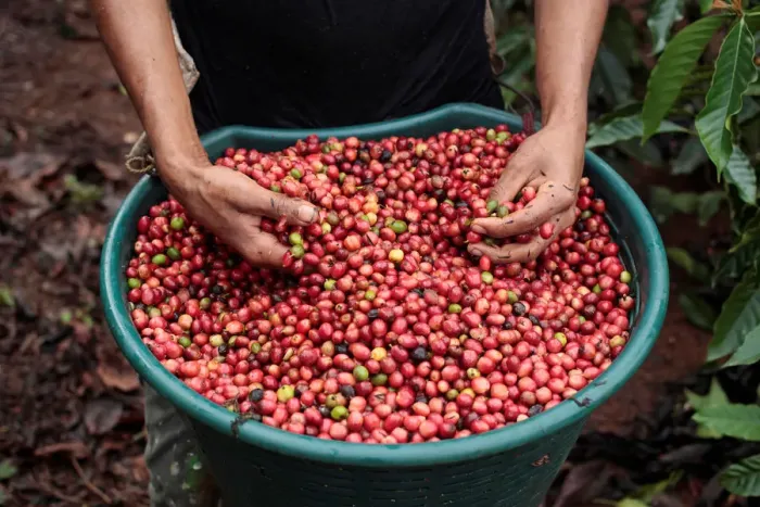 Framed Print : Worker shows recently harvested robusta coffee fruits at a plantation in Nueva Guinea Framed Print : Worker shows recently harvested robusta coffee fruits at a plantation in Nueva Guinea