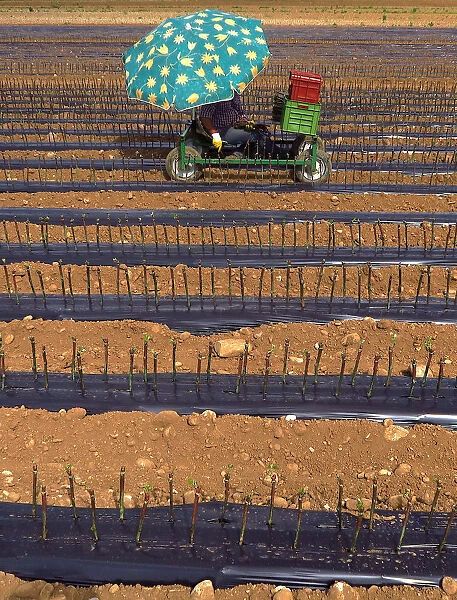 A worker sitting on a cart plants vines of Cabernet Sauvignon grapes in a field on the