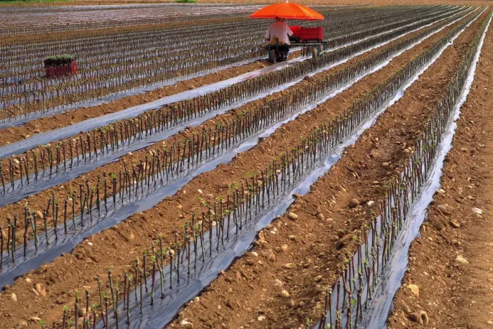 Framed Print : A worker sitting on a cart plants vines of Cabernet Sauvignon grapes in a field on