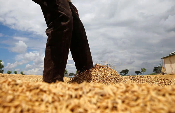 A worker spreads out rice grains during a drying process after a harvest at Pontang