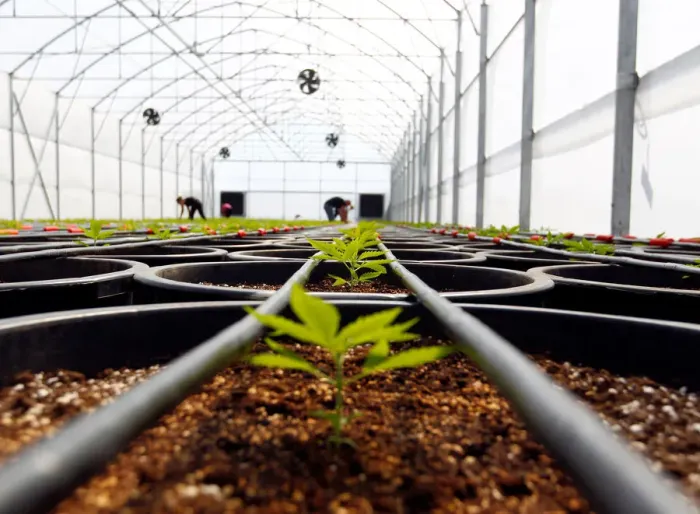 Framed Print : Workers check cannabis plants at a medical cannabis farm near Kumanovo Framed Print : Workers check cannabis plants at a medical cannabis farm near Kumanovo