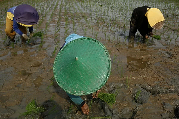 Workers plant rice seedlings in the Karawang regency, West Java