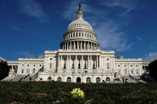 A yellow carnation flower laid by activists rests on the West lawn of the U. S