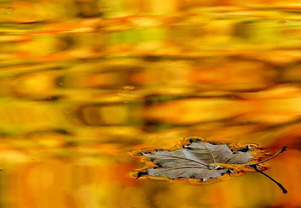 A yellow leaf drifts in a pond in one of the citys many parks in St. Petersburg