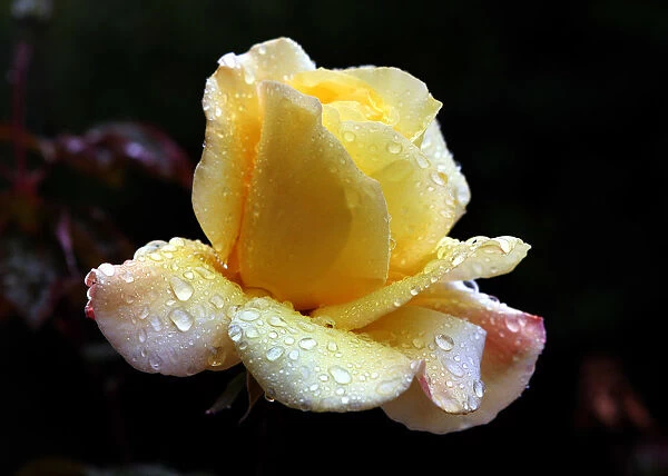 Yellow rose soaked in rain at Amman park