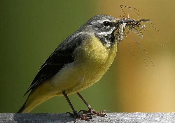 A Yellow Wagtail bird holds an insect in its beak in the village of Jezerc