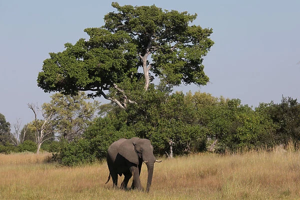 A young bull elephant is seen in the Okavango Delta